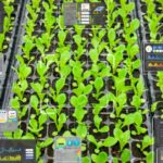 agricoltura intelligenza artificiale